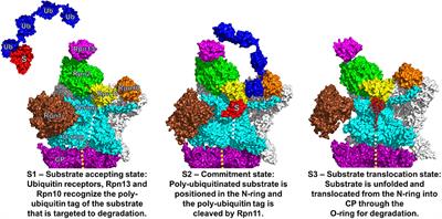 AAA-ATPases in Protein <mark class="highlighted">Degradation</mark>